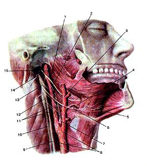  
  Рис. 363. Языкоглоточный нерв (nervus glossopharyngeus) и
  подъязычный нерв (nervus hypoglossus). Вид справа. 1-языкоглоточный нерв; 2-внутренняя 
  сонная артерия; 3-наруж-ная сонная артерия; 4-язычная артерия; 5-подъязычно-язычная 
  мышца; 6-иолъязычный нерв; 7-сонный гломус (клубочек); 8-на-ружное сонное сплетение; 
  9-блуждающий нерв; 10-симпатичес-кий ствол; 11-наружные сонные нервы; 12-верхнии 
  шейный узел симпатического ствола; 13-нижний узел блуждающего нерва; 14-внутреннее 
  сонное сплетение; 15-внутренняя яремная вена (отрезана).
  Fig. 363. Языкоглоточный нерв и подъязычный нерв. Вид справа.
  I -n. glossopharyngeus; 2-arteria carotis inlerna; 3-a. carotis externa; 4-a. 
  lingiialis; 5-m. hyoglossus; 6-n. hypoglossus; 7-glomus carolicum; 8-plexus 
  caroticus exlenius; 9-n. vagus; 10-truncus sympathicus; 1 l-nn. carotid extern!; 
  12-noduscervicalis superior trunci sympatici; 13-gan-glion inl'erius nervi vagi; 
  14-plexus caroticus internus; 15-venajugularis interna (отрезана).
  Fig. 363. Glossopharyngeal and hypoglossal nerves.
  Right aspect.
  1-glossopharyngeal nerve; 2-internal carotid artery; 3-external carotid artery; 
  4-lingual artery; 5-hyoglossus; 6-hypoglossal nerve; 7-carotid glome; 8-external 
  carotid plexus; 9-vagus nerve; 10-sympathetic trunk;
  I1 -external carotid nerves; 12-superior cervical ganglion of sympathetic trunk; 
  13-inferior ganglion of vagus nerve; 14-intemal carotid plexus; 15-internal 
  jugular vein (was cut off).